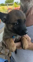 Blue, a female Belgian Malinois and German Shepherd Dog for sale in Campbell, TX – 2 of 4