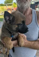Blue, a female Belgian Malinois and German Shepherd Dog for sale in Campbell, TX – 3 of 4