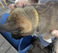 Yellow, a female Belgian Malinois and German Shepherd Dog for sale in Campbell, TX – 2 of 3