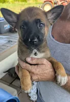 Black, a female Belgian Malinois and German Shepherd Dog for sale in Campbell, TX – 4 of 5