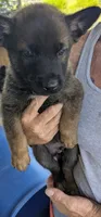 Red, a male Belgian Malinois and German Shepherd Dog for sale in Campbell, TX – 2 of 3