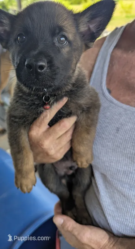 Red – Belgian Malinois, German Shepherd Dog puppy for sale in Campbell, TX