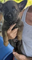 Red, a male Belgian Malinois and German Shepherd Dog for sale in Campbell, TX – 1 of 3