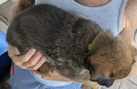 Green, a male Belgian Malinois and German Shepherd Dog for sale in Campbell, TX – 3 of 3