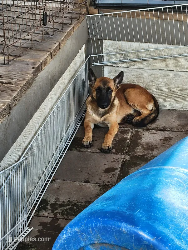 Blue – Belgian Malinois, German Shepherd Dog puppy for sale in Campbell, TX