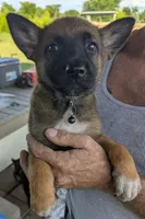 Black, a female Belgian Malinois and German Shepherd Dog for sale in Campbell, TX – 3 of 5
