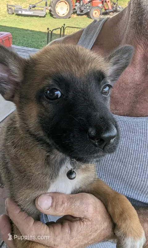 Black – Belgian Malinois, German Shepherd Dog puppy for sale in Campbell, TX
