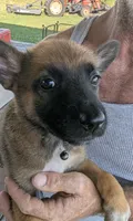 Black, a female Belgian Malinois and German Shepherd Dog for sale in Campbell, TX – 1 of 5
