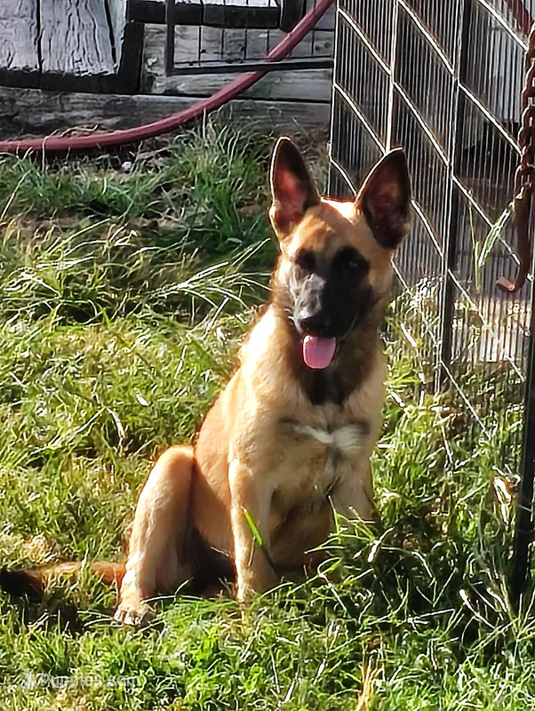 Yellow – Belgian Malinois, German Shepherd Dog puppy for sale in Campbell, TX