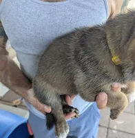 Yellow, a female Belgian Malinois and German Shepherd Dog for sale in Campbell, TX – 3 of 3