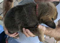 Red, a male Belgian Malinois and German Shepherd Dog for sale in Campbell, TX – 3 of 3
