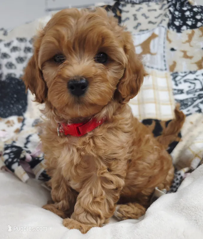 Rusty – Cavapoo puppy for sale in Nampa, ID