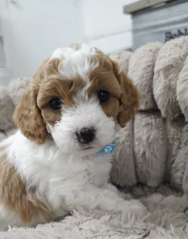 Roxie  – Cavapoo puppy for sale in Nampa, ID