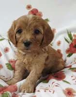 Bailey , a female Cavapoo for sale in Nampa, ID – 1 of 2
