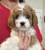 Bolt, a male Cavapoo for sale in Nampa, ID – Photo 2 of 2