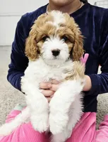 Bolt, a male Cavapoo for sale in Nampa, ID – Photo 1 of 2