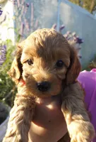 Rusty, a male Cavapoo for sale in Nampa, ID – 2 of 2