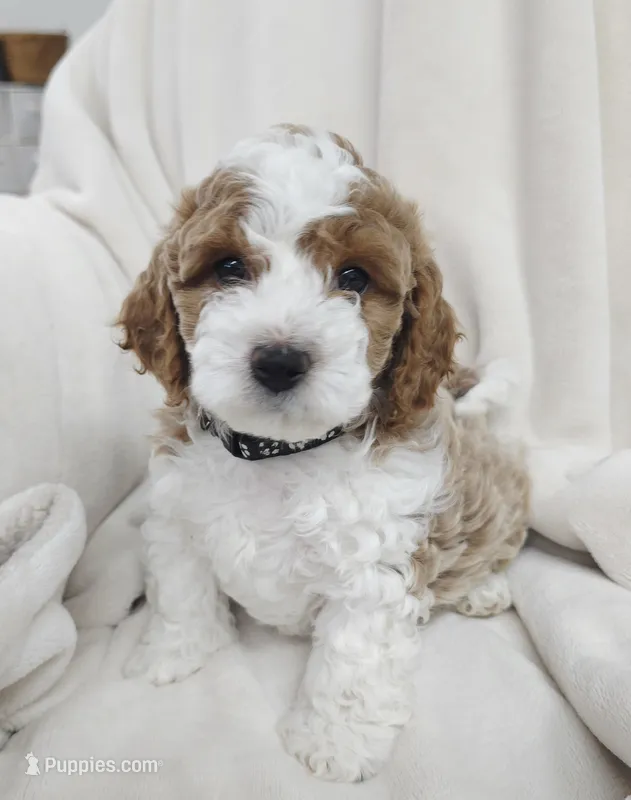 Toby – Cavapoo puppy for sale in Nampa, ID