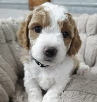 Toby, a male Cavapoo for sale in Nampa, ID – 1 of 2