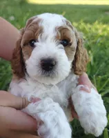 Toby, a male Cavapoo for sale in Nampa, ID – 2 of 2