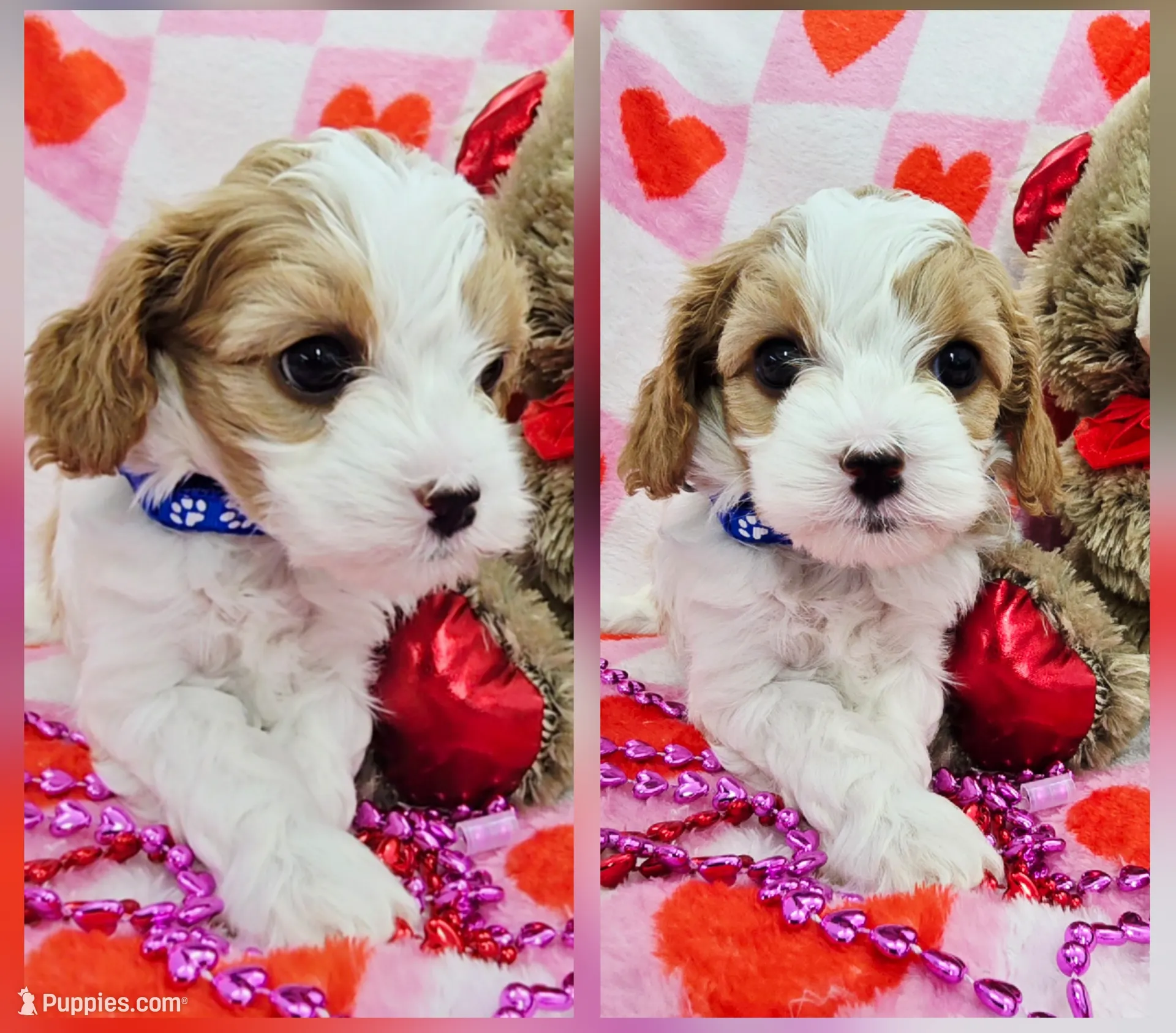 processed/263fcba8-ab8b-4d92-912e-ece95f898da3/listing/8dfa27f0-c140-499d-8396-b12bfc3acfcd/95d8b2e1-cc9b-473a-b744-901e24a3a5db