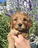 Bailey , a female Cavapoo for sale in Nampa, ID – 2 of 2