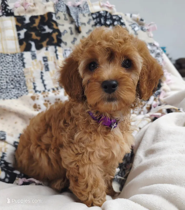 Bailey  – Cavapoo puppy for sale in Nampa, ID