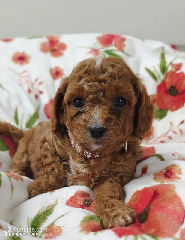 Teddy – Cavapoo puppy for sale in Nampa, ID