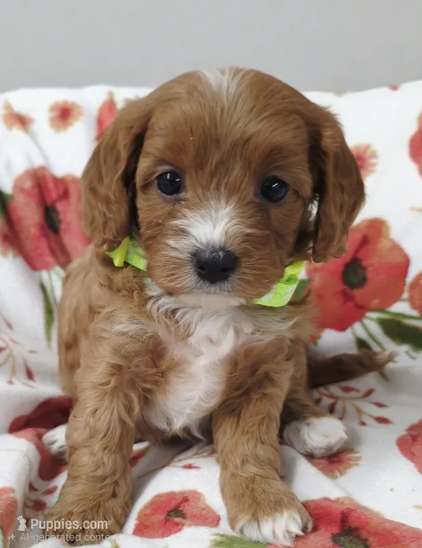 Molly – Cavapoo puppy for sale in Nampa, ID