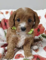 Molly, a female Cavapoo for sale in Nampa, ID – 1 of 1