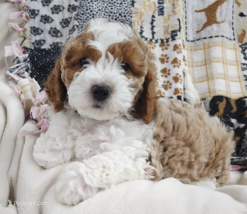 Toby – Cavapoo puppy for sale in Nampa, ID
