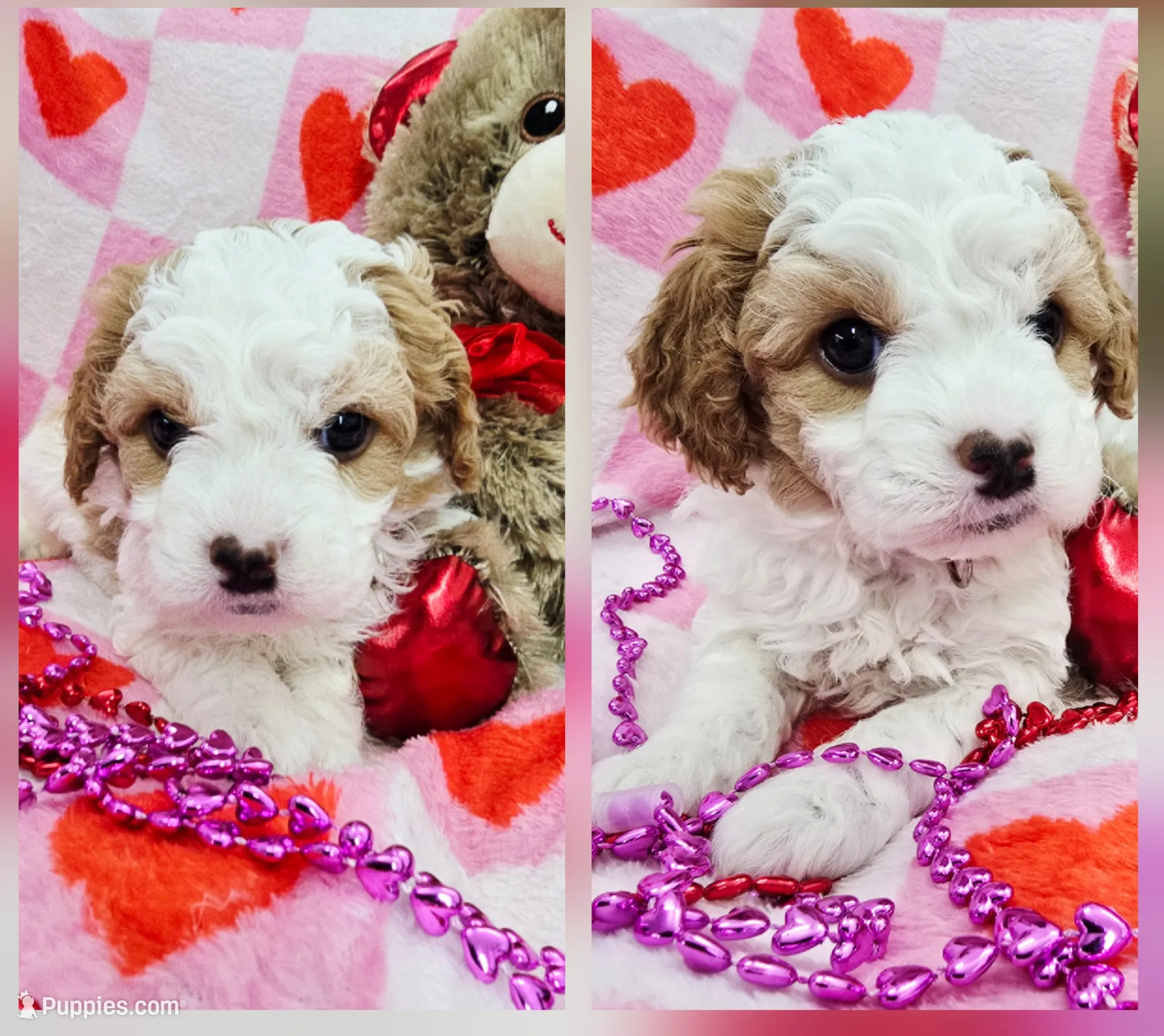 processed/263fcba8-ab8b-4d92-912e-ece95f898da3/listing/c03ea873-0760-47c7-b006-02a358ec5dfe/439cc6dc-c103-4998-82d3-562d1b7de416