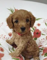 Rusty, a male Cavapoo for sale in Nampa, ID – 1 of 2