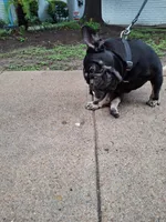 Cain, a male French Bulldog for sale in Houston, TX – 9 of 10