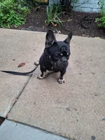 Cain, a male French Bulldog for sale in Houston, TX – 8 of 10