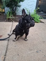 Cain, a male French Bulldog for sale in Houston, TX – 7 of 10