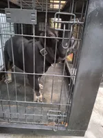 Cain, a male French Bulldog for sale in Houston, TX – 2 of 10