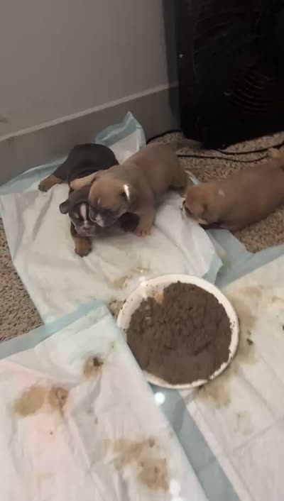 NA, a female American Bully for sale in Houston, TX – 2 of 2