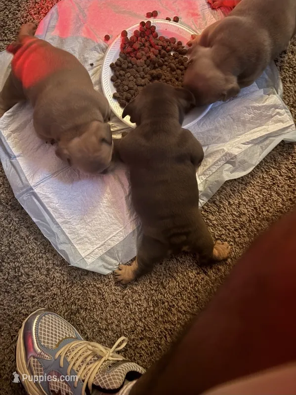 NA, a female American Bully for sale in Houston, TX – 1 of 2