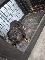 Cain, a male French Bulldog for sale in Houston, TX – 3 of 10