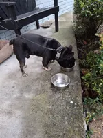 Cain, a male French Bulldog for sale in Houston, TX – 5 of 10