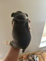 NA, a female American Bully for sale in Houston, TX – 3 of 3