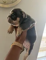 NA, a female American Bully for sale in Houston, TX – 2 of 3