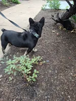 Cain, a male French Bulldog for sale in Houston, TX – 10 of 10