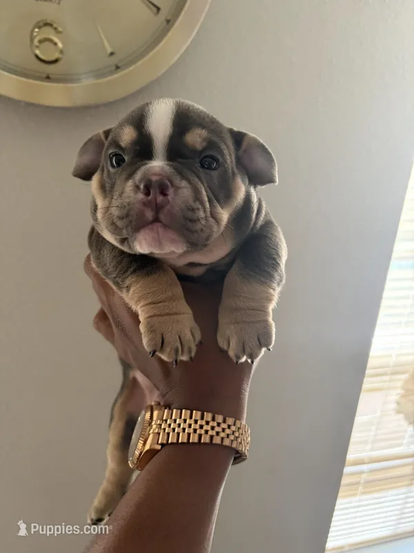 NA – American Bully puppy for sale in Houston, TX