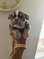NA, a female American Bully for sale in Houston, TX – 1 of 3