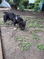 Cain, a male French Bulldog for sale in Houston, TX – 4 of 10
