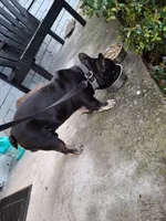 Cain, a male French Bulldog for sale in Houston, TX – 6 of 10