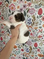 Cricket, a female Bernedoodle for sale in West Jefferson, OH – 7 of 7