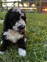 Birdie, a female Bernedoodle for sale in West Jefferson, OH – 6 of 10